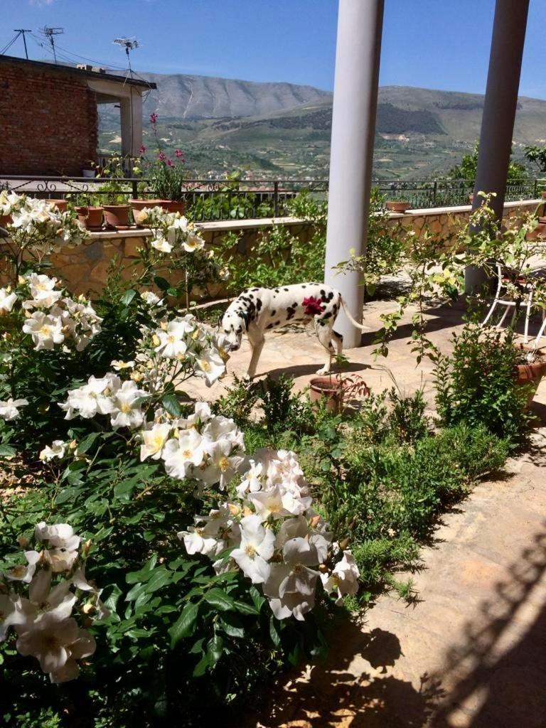 Guesthouse Villa Rosa Berat Chambre photo