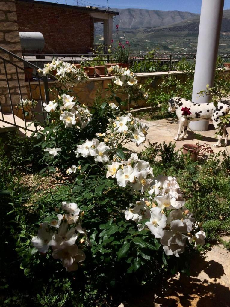 Guesthouse Villa Rosa Berat Chambre photo
